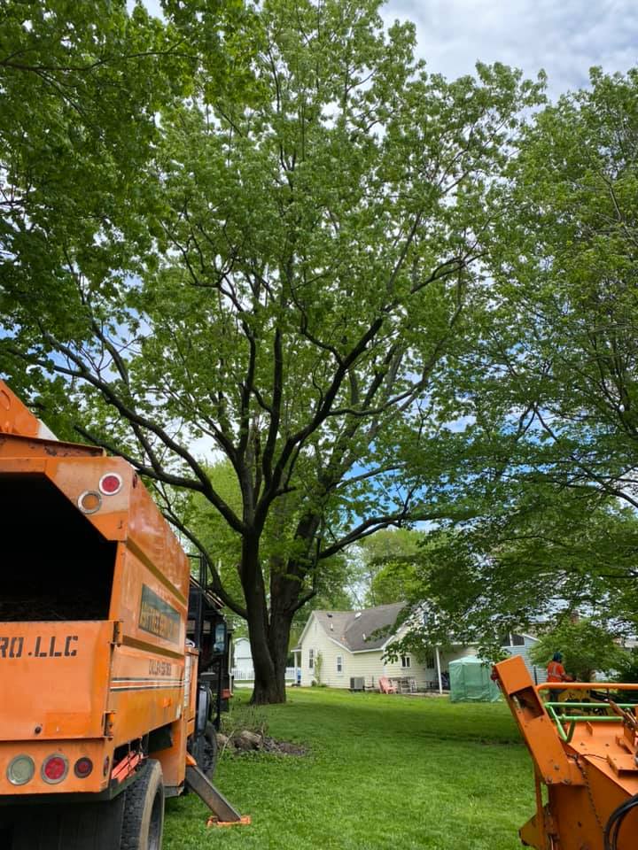 Trees And Orange Vehicle — Middletown, OH — Ash Tree Service Pro