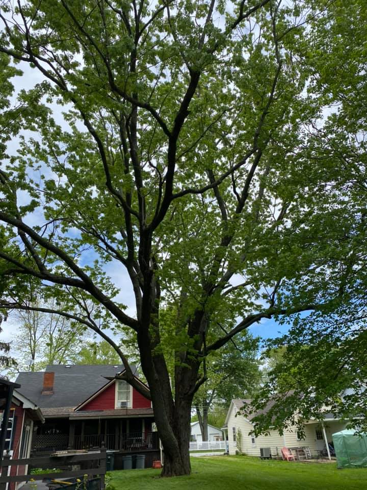 Tree with Structure— Middletown, OH — Ash Tree Service Pro