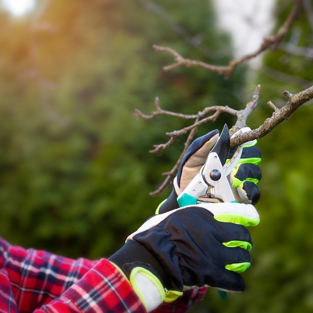 Tree Trimming — Middletown, OH — Ash Tree Service Pro