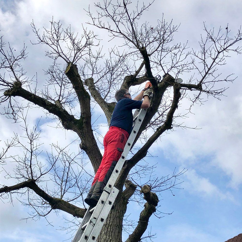 Cutting Off Tree Tops — Middletown, OH — Ash Tree Service Pro