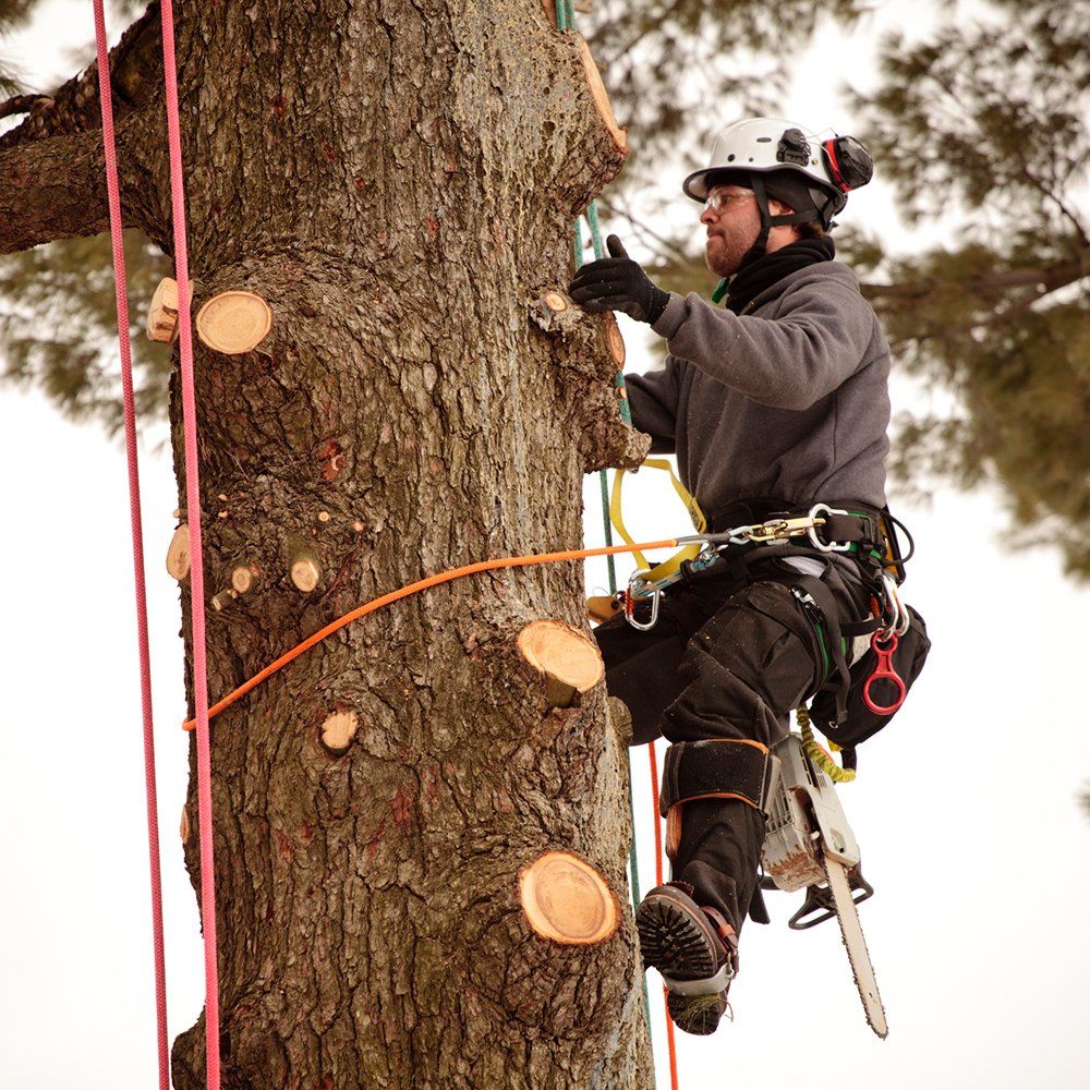 Man Climbing Tree With Ropes — Middletown, OH — Ash Tree Service Pro