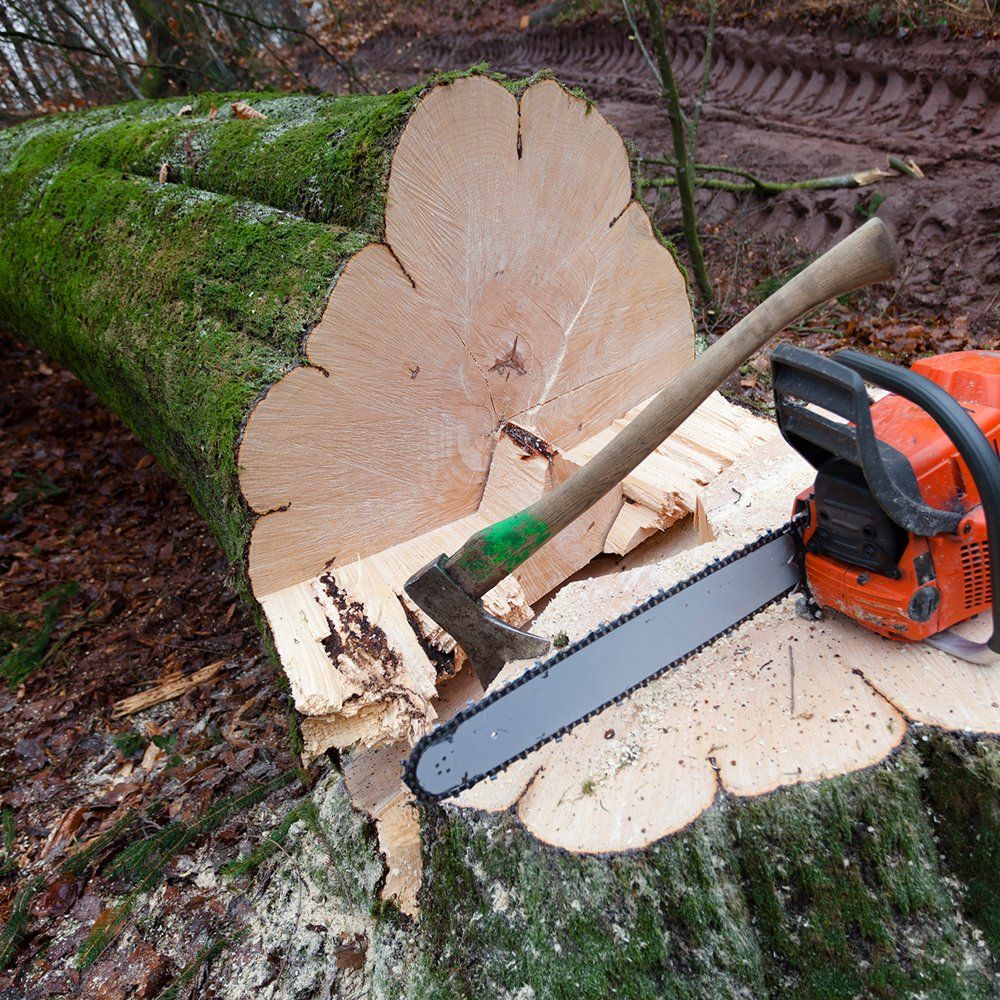 Cut Down Tree — Middletown, OH — Ash Tree Service Pro