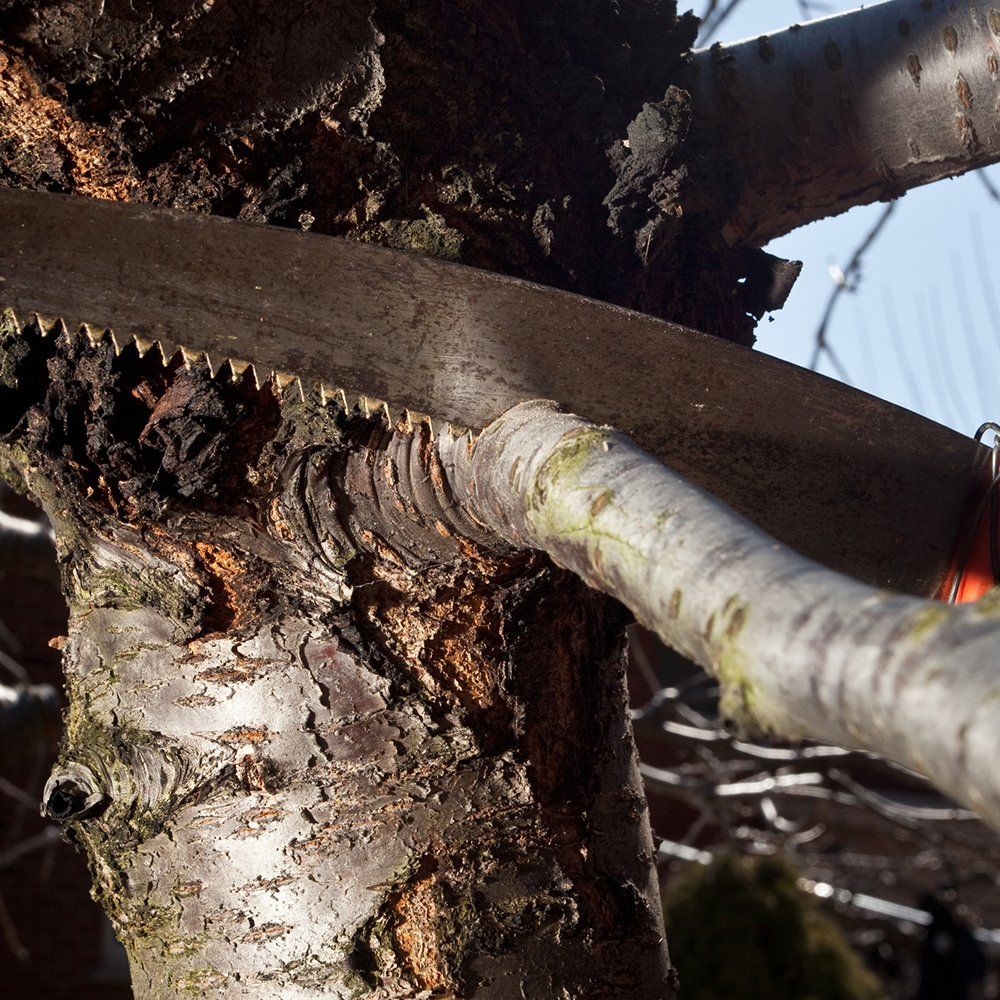 Tree Pruning — Middletown, OH — Ash Tree Service Pro