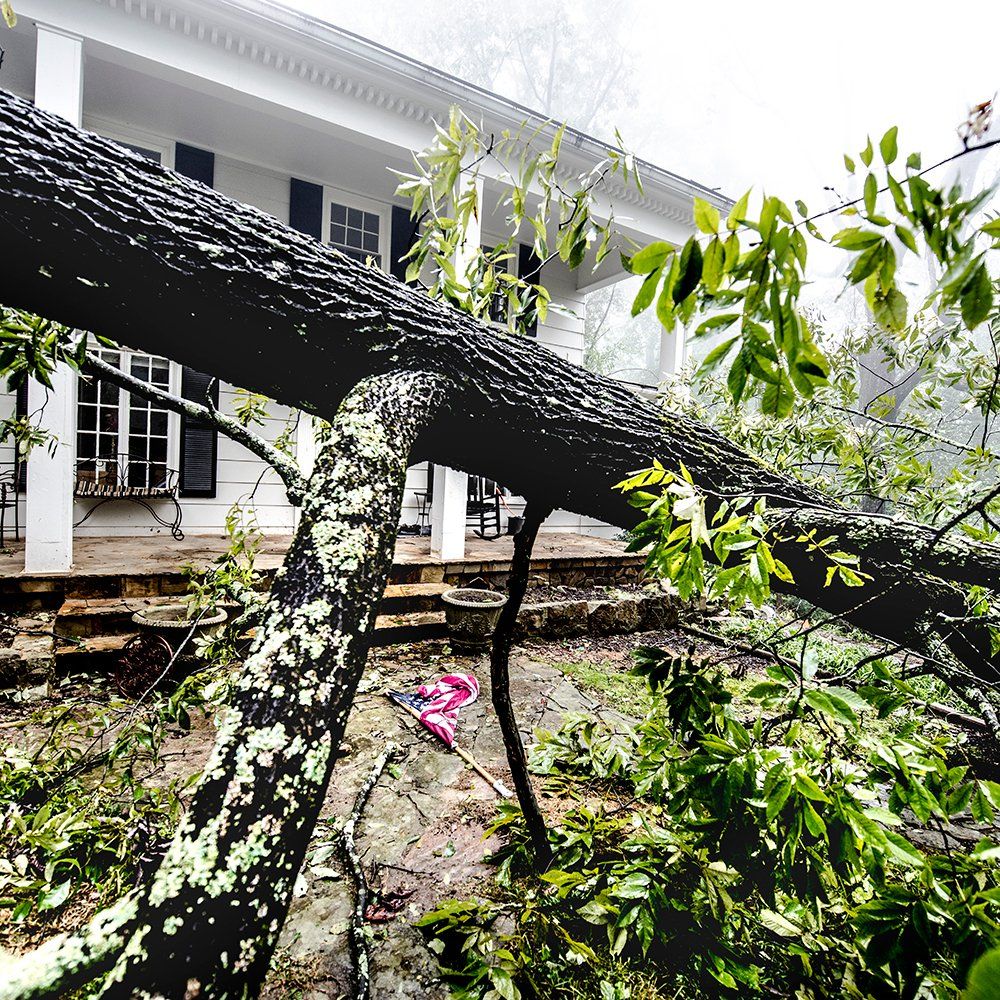 Fallen Tree — Middletown, OH — Ash Tree Service Pro