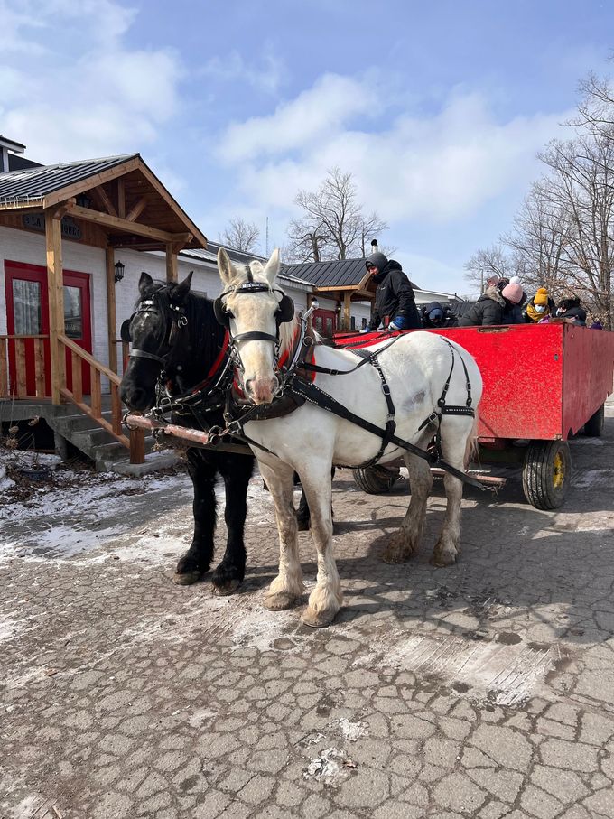 Deux chevaux tirent un chariot rouge avec des gens à l'intérieur.