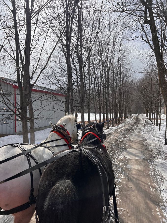 Deux chevaux tirent une calèche sur une route enneigée.