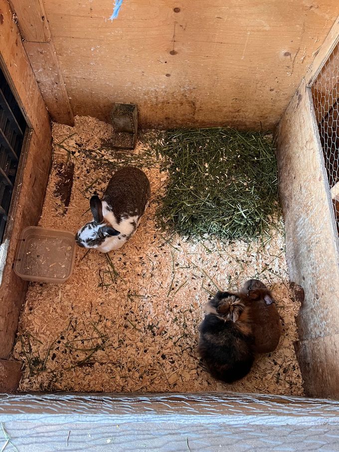 Trois cochons d'Inde sont assis dans une cage en bois.