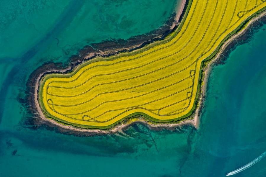 Aerial view of yellow rapeseed field on an island surrounded by turquoise water.