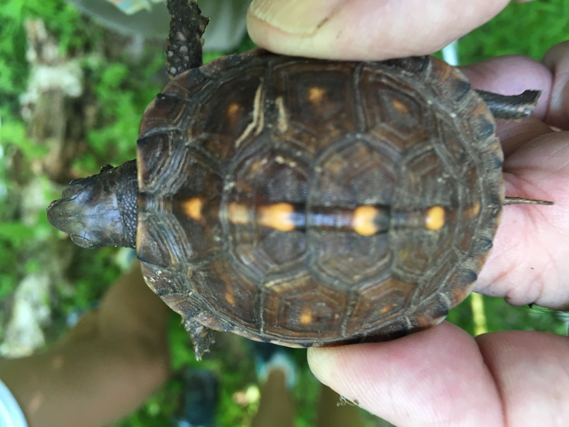 Small turtle with dark shell and orange spots being held in a person's hand outdoors