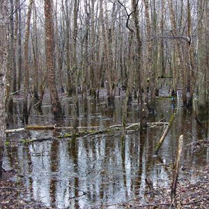 Flooded forest with bare trees reflected in still water.