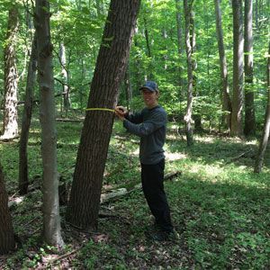 Person measuring a leaning tree in a leafy forest with a yellow tape measure