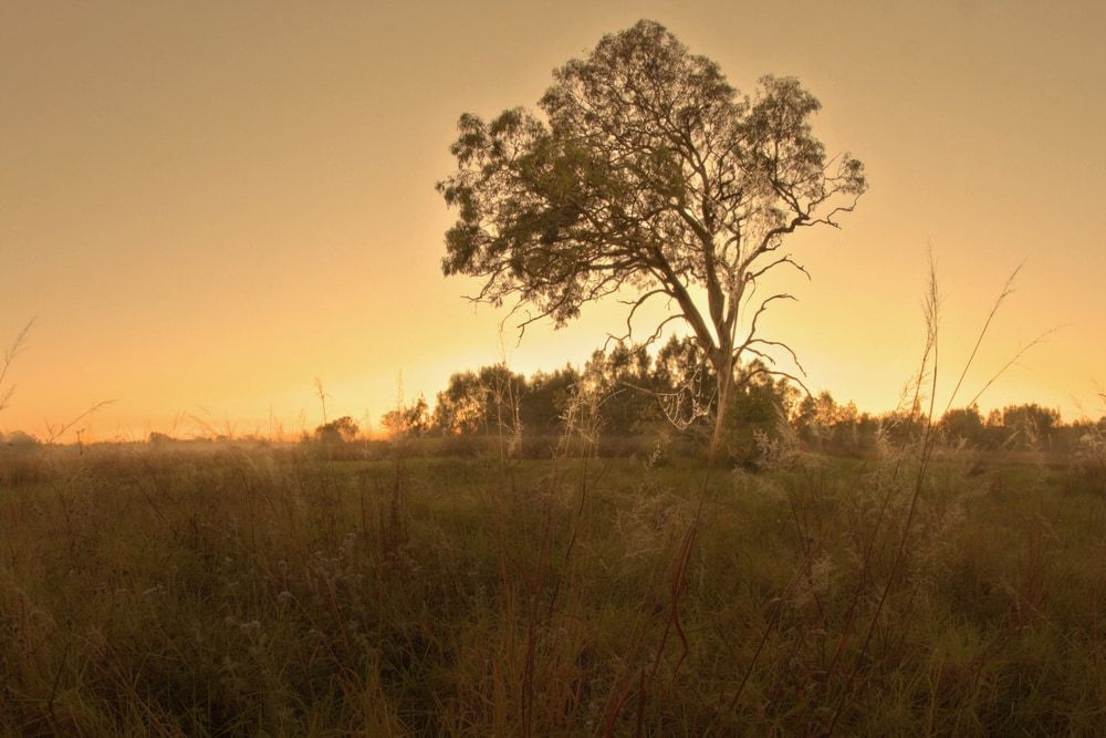 There is a tree in the middle of a field at sunset. — Just Sheds In Sunshine Coast, QLD