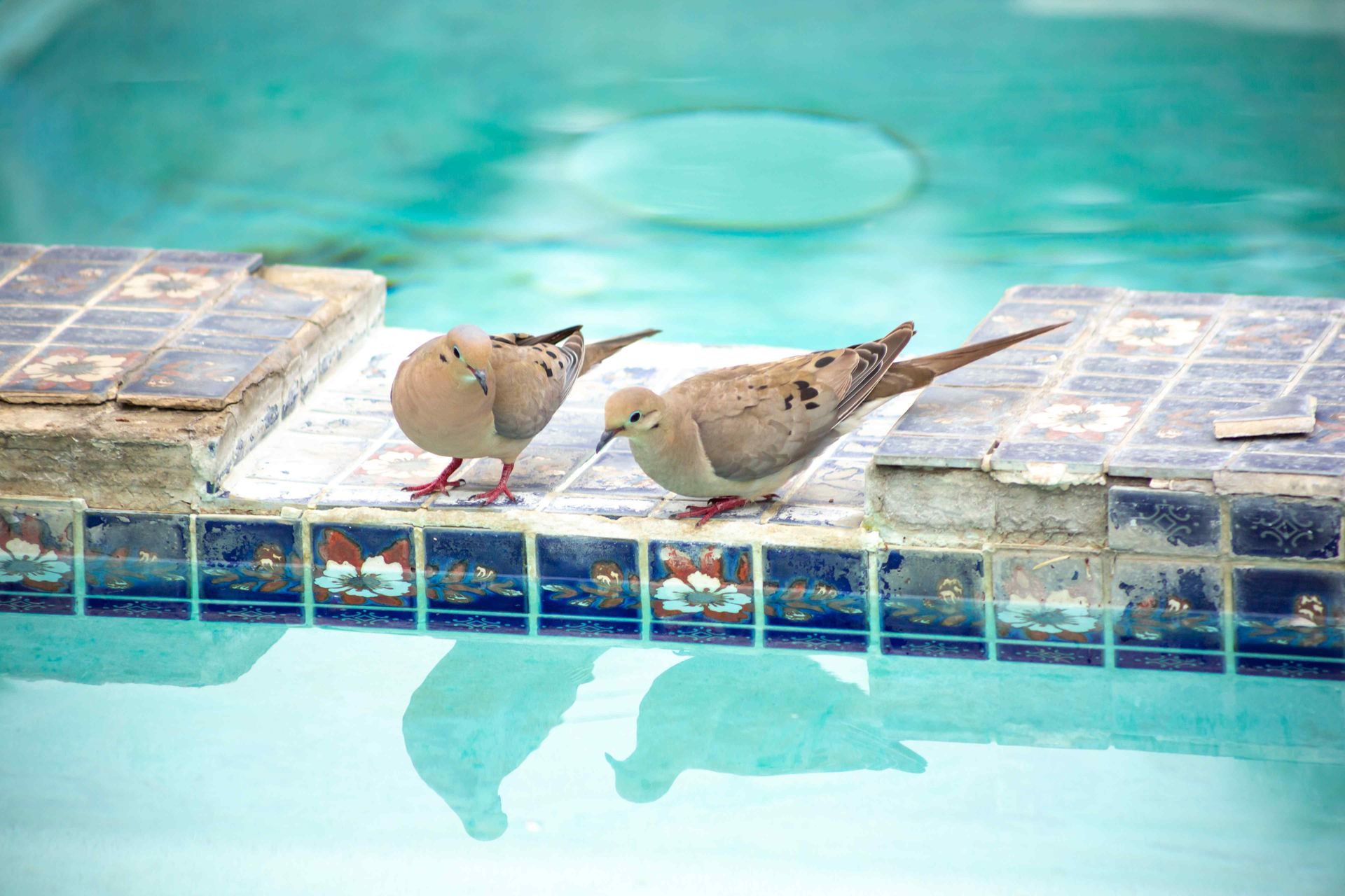 2 birds sitting on the edge of a pool in need of serious remodeling in Placer County California
