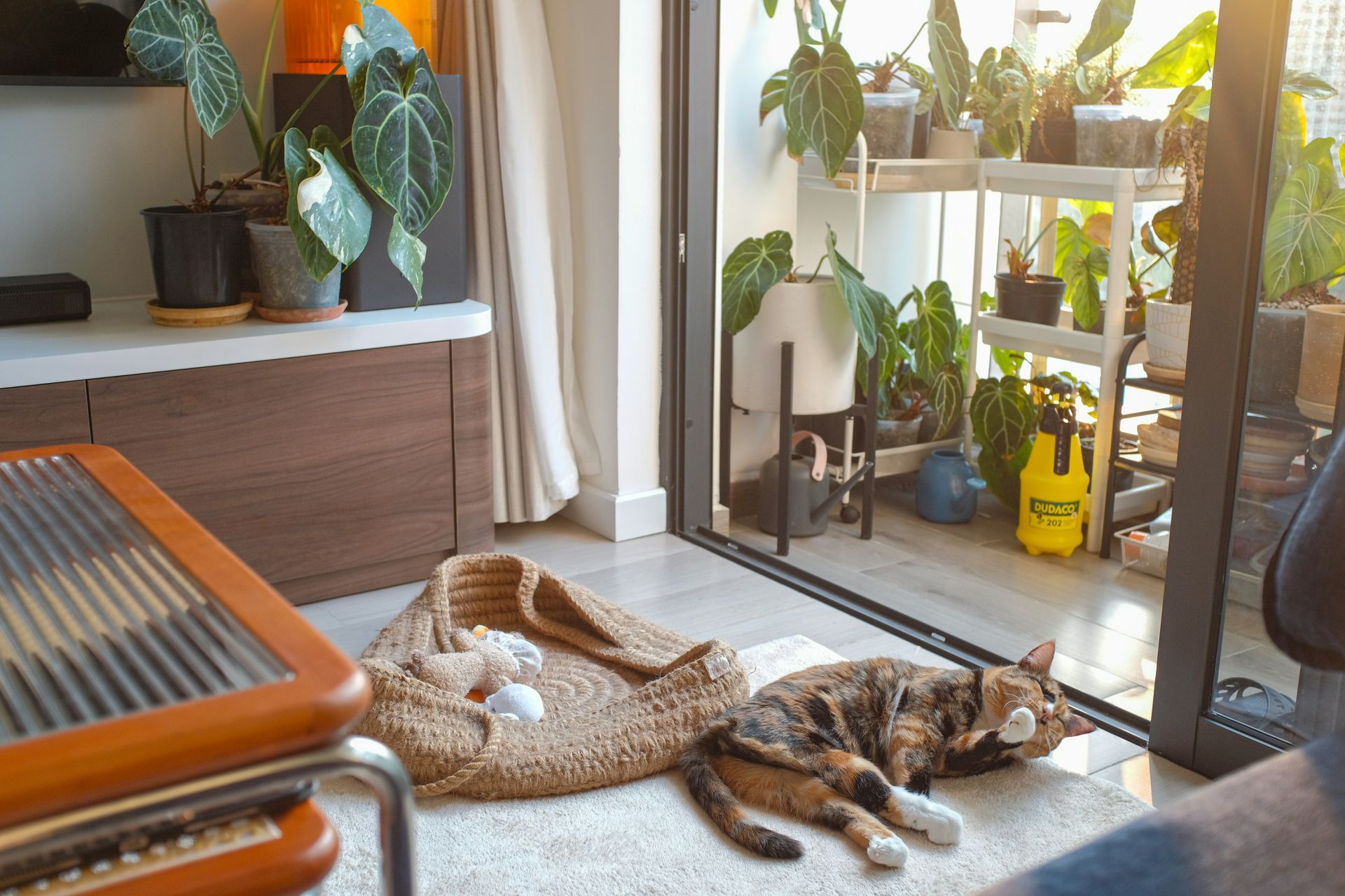 A cat is laying on the floor in a living room.