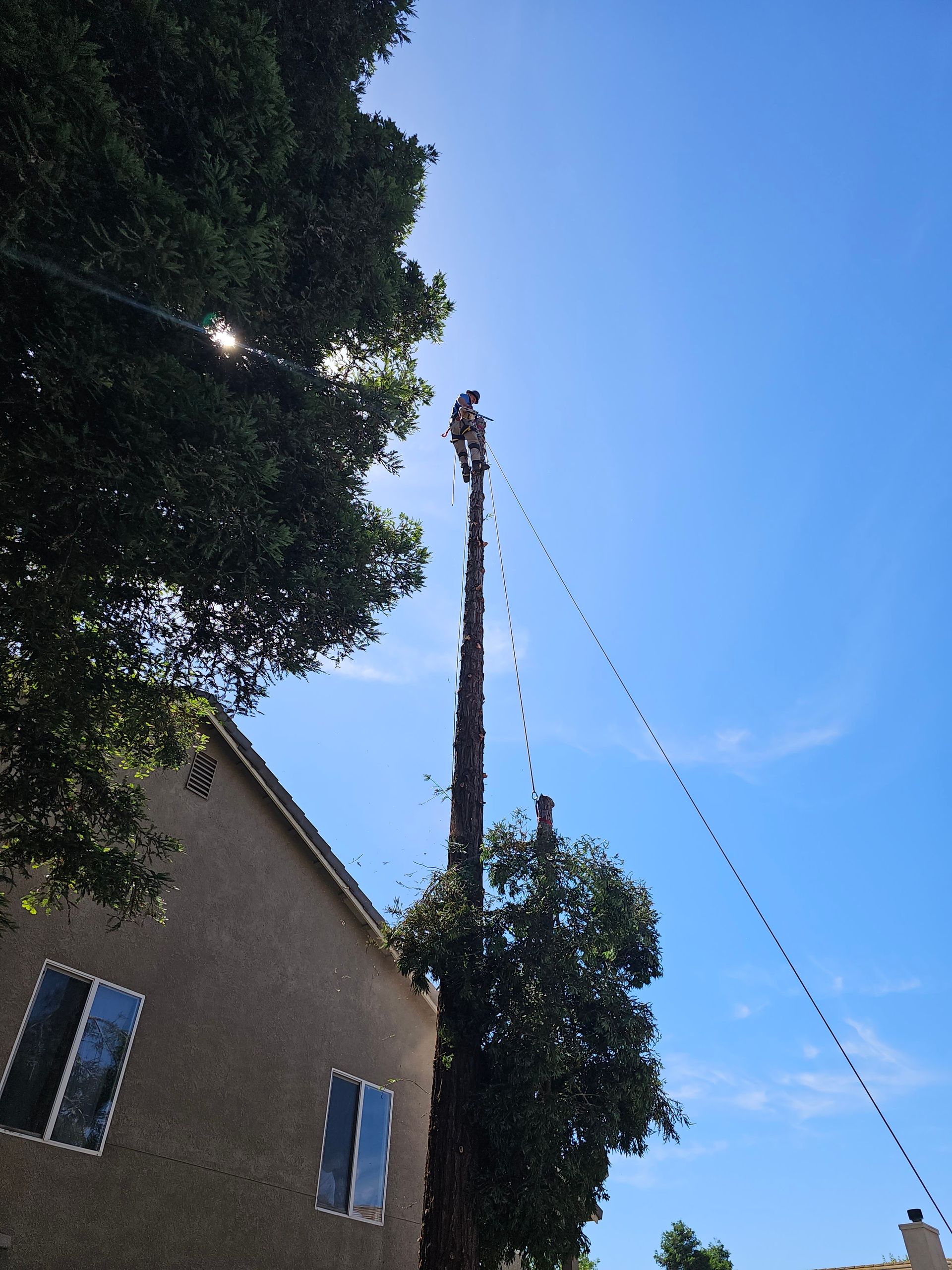 A man is climbing a tree in front of a building