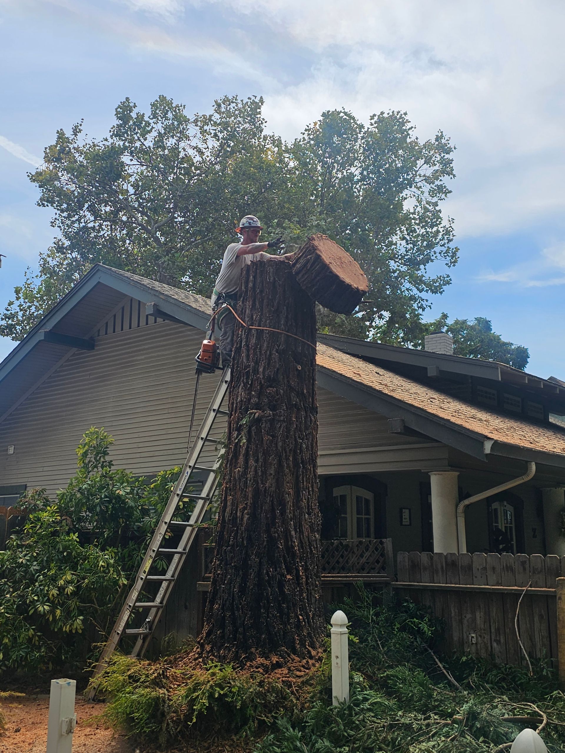 A man on a ladder cutting a tree stump in front of a house