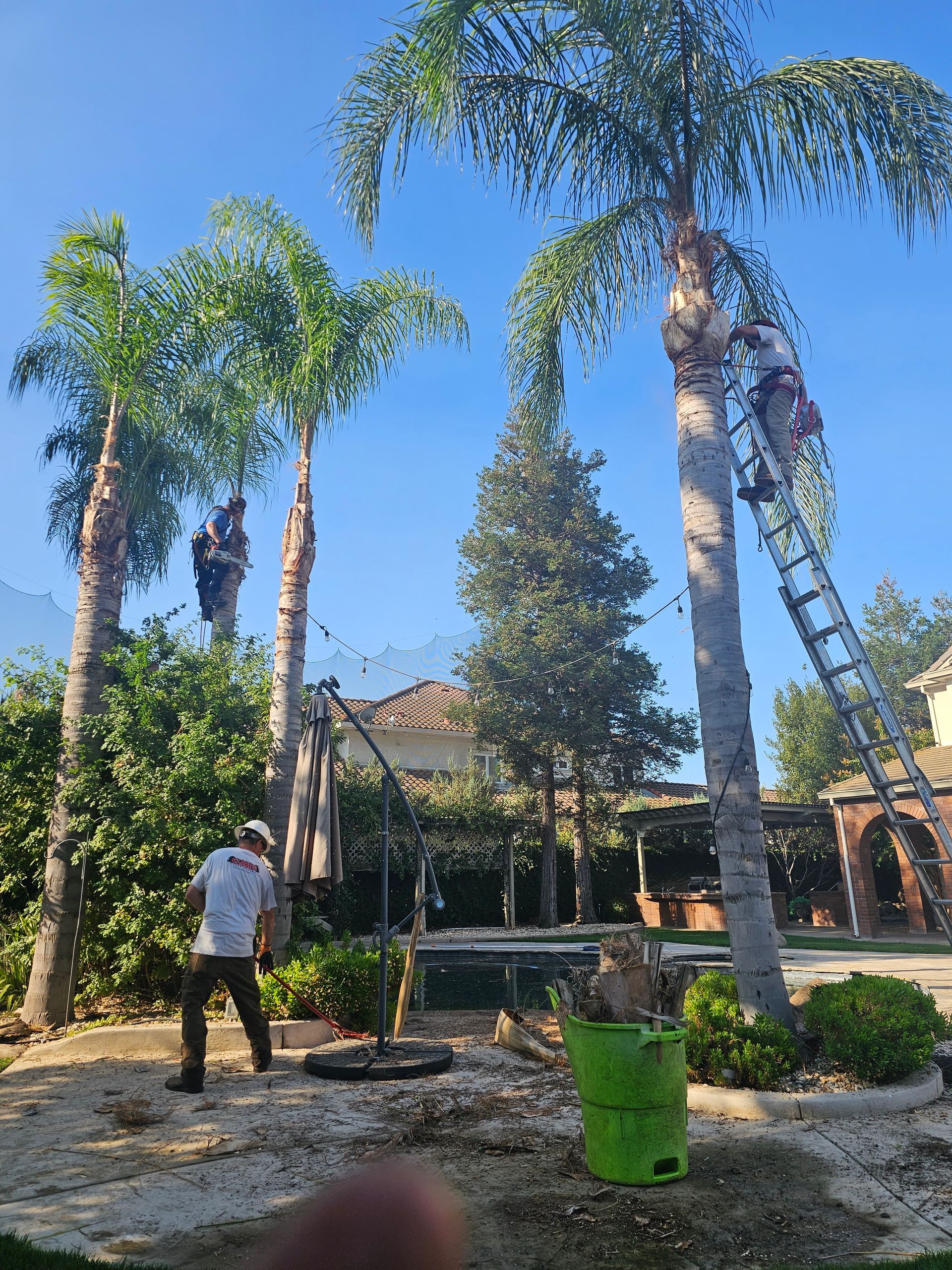 A group of people are working on a palm tree.