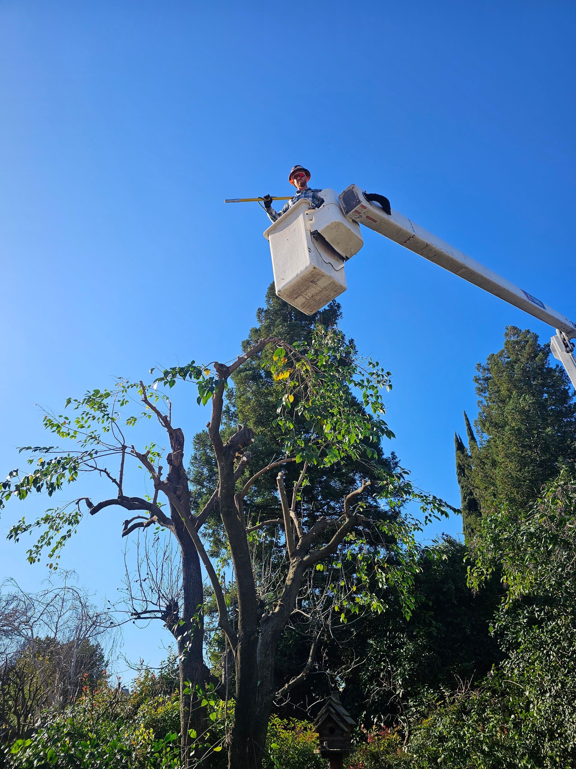 A man in a bucket is cutting a tree.