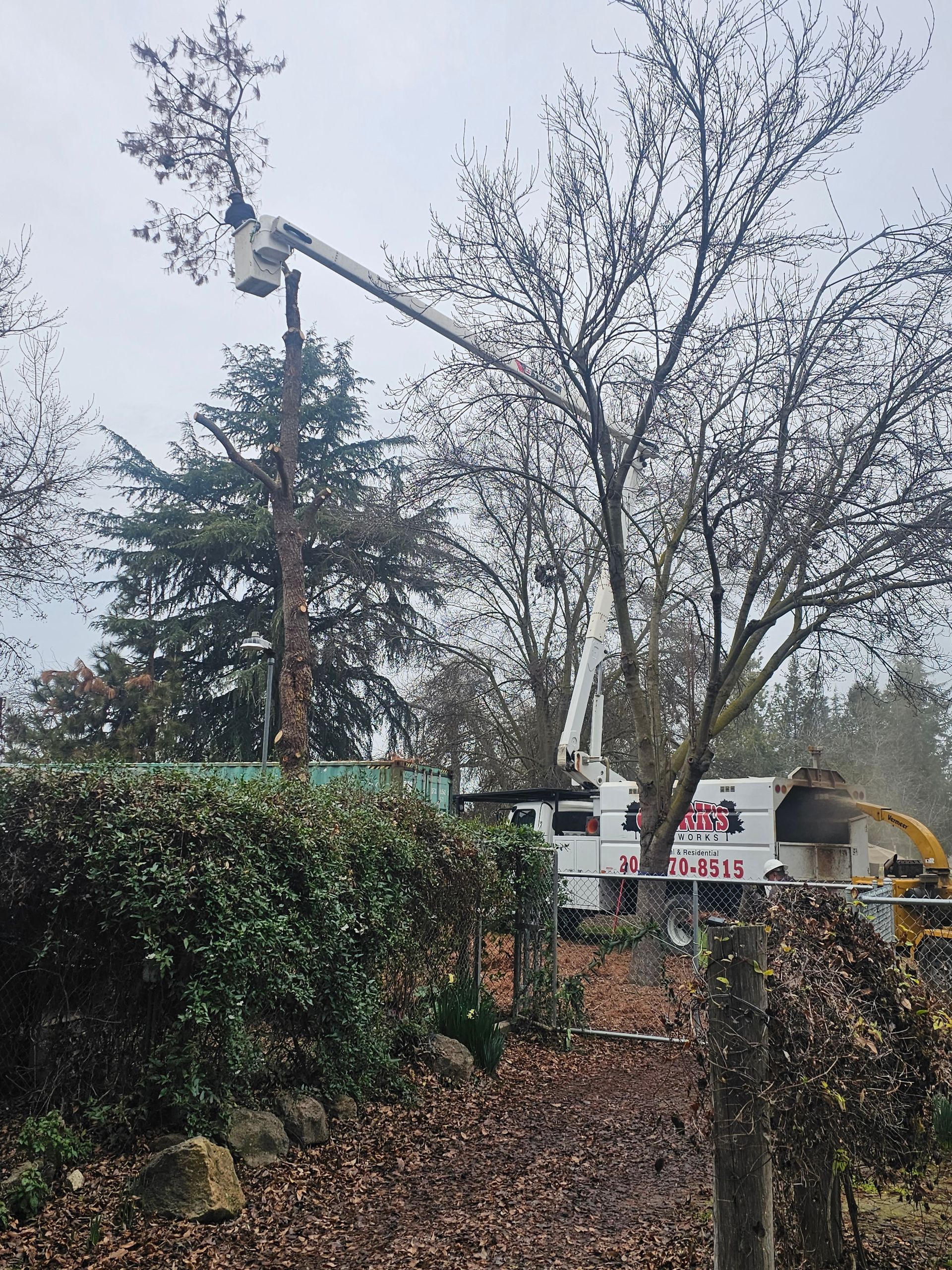 A tree being cut down by a crane in a yard.