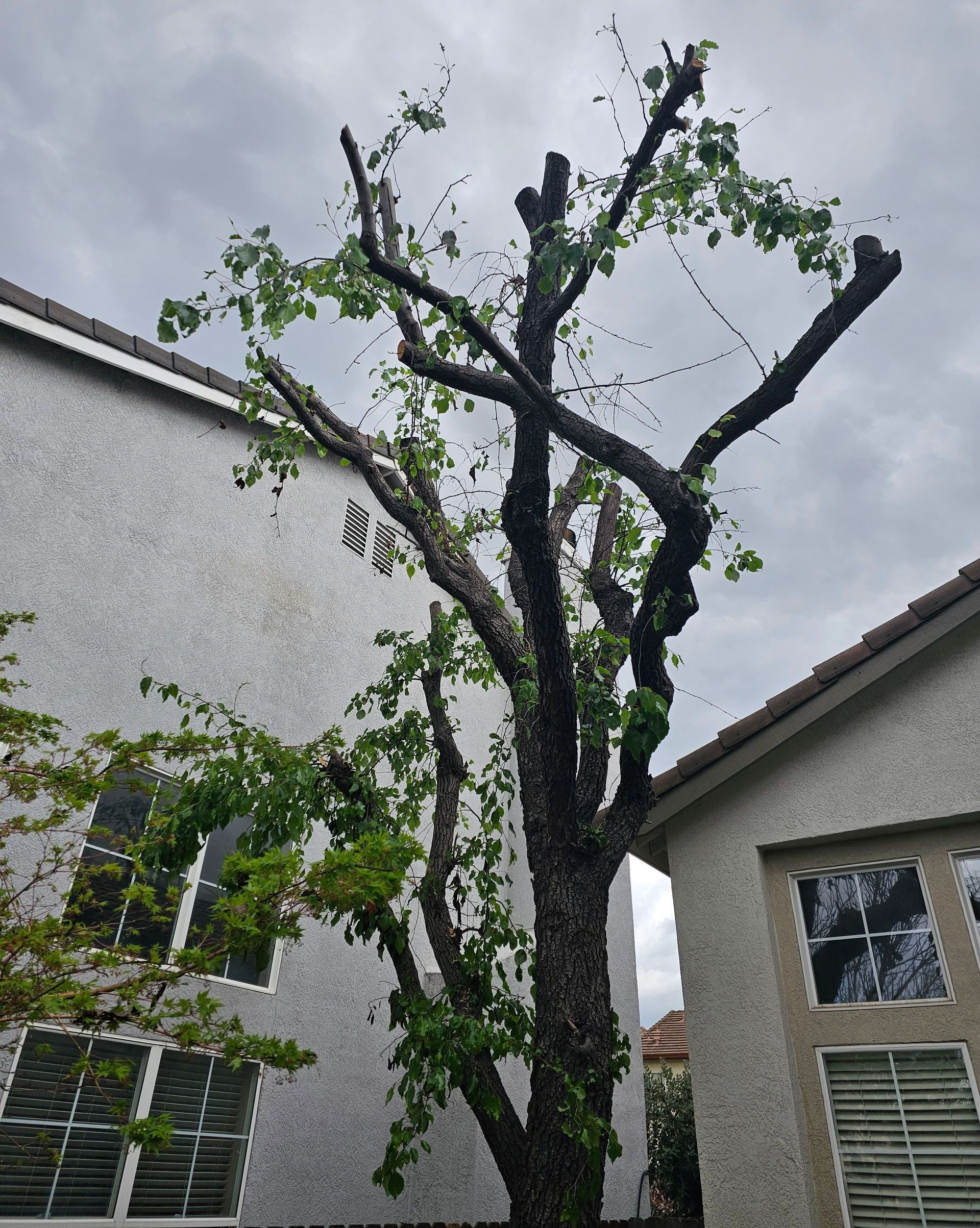 A tree with a lot of branches is in front of a house.