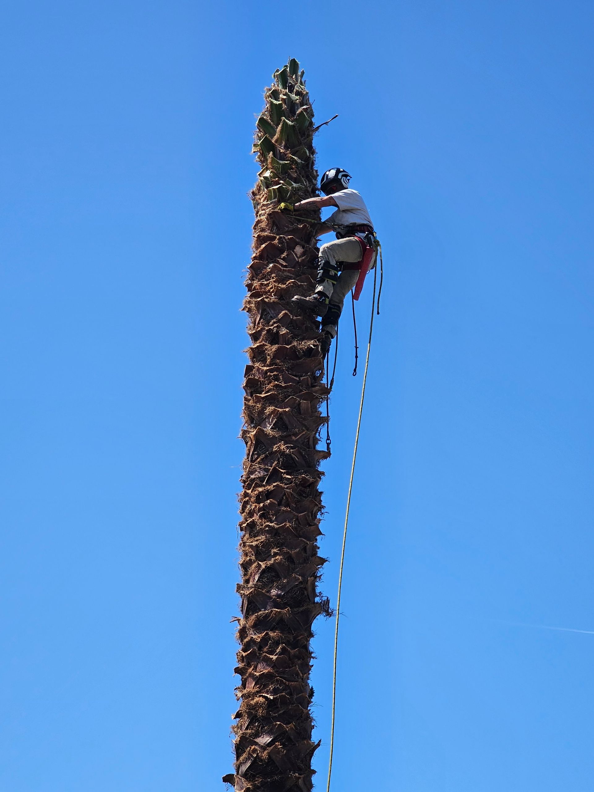A man is climbing up a tall palm tree