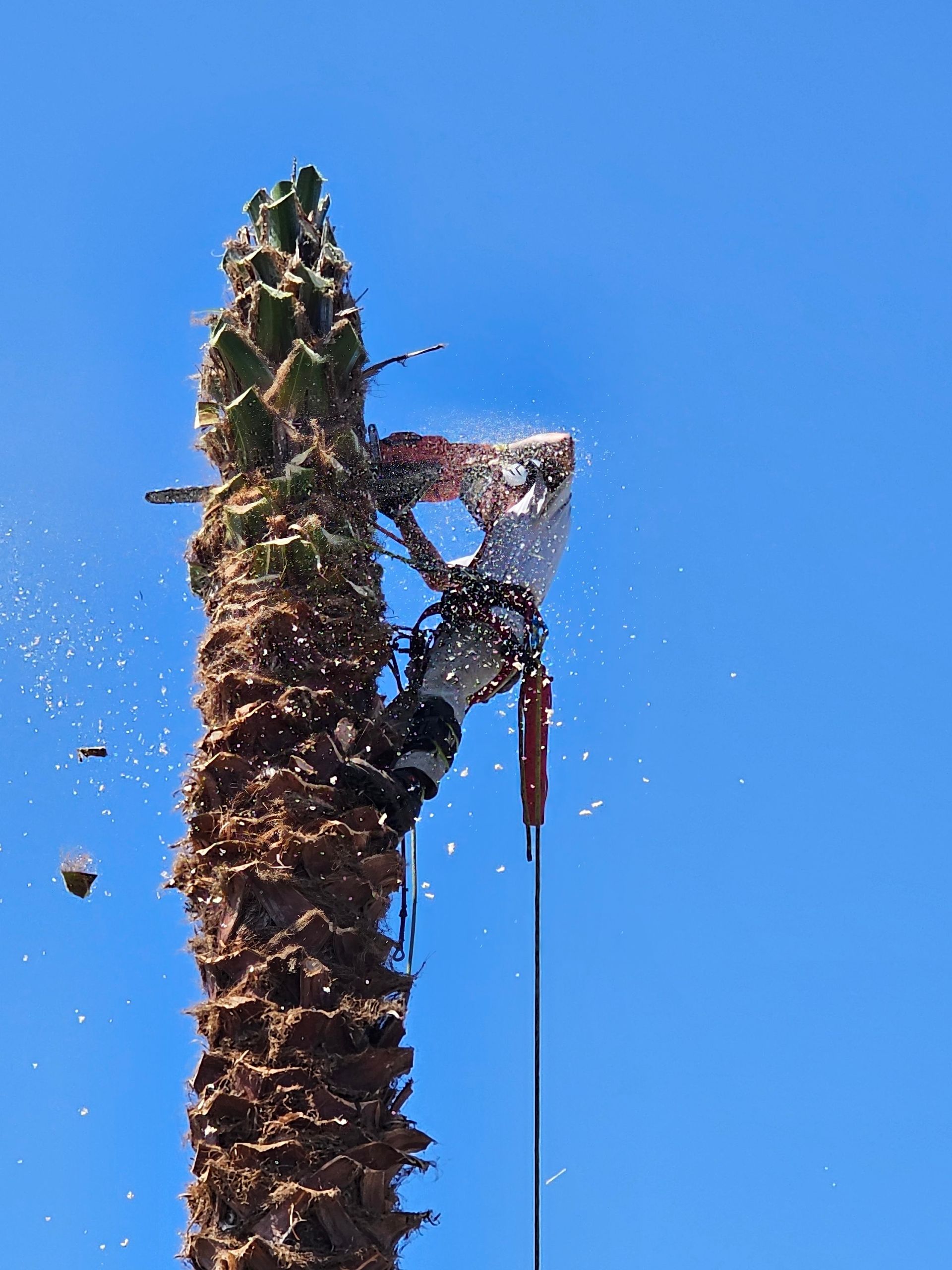 A man is cutting down a palm tree with a chainsaw.