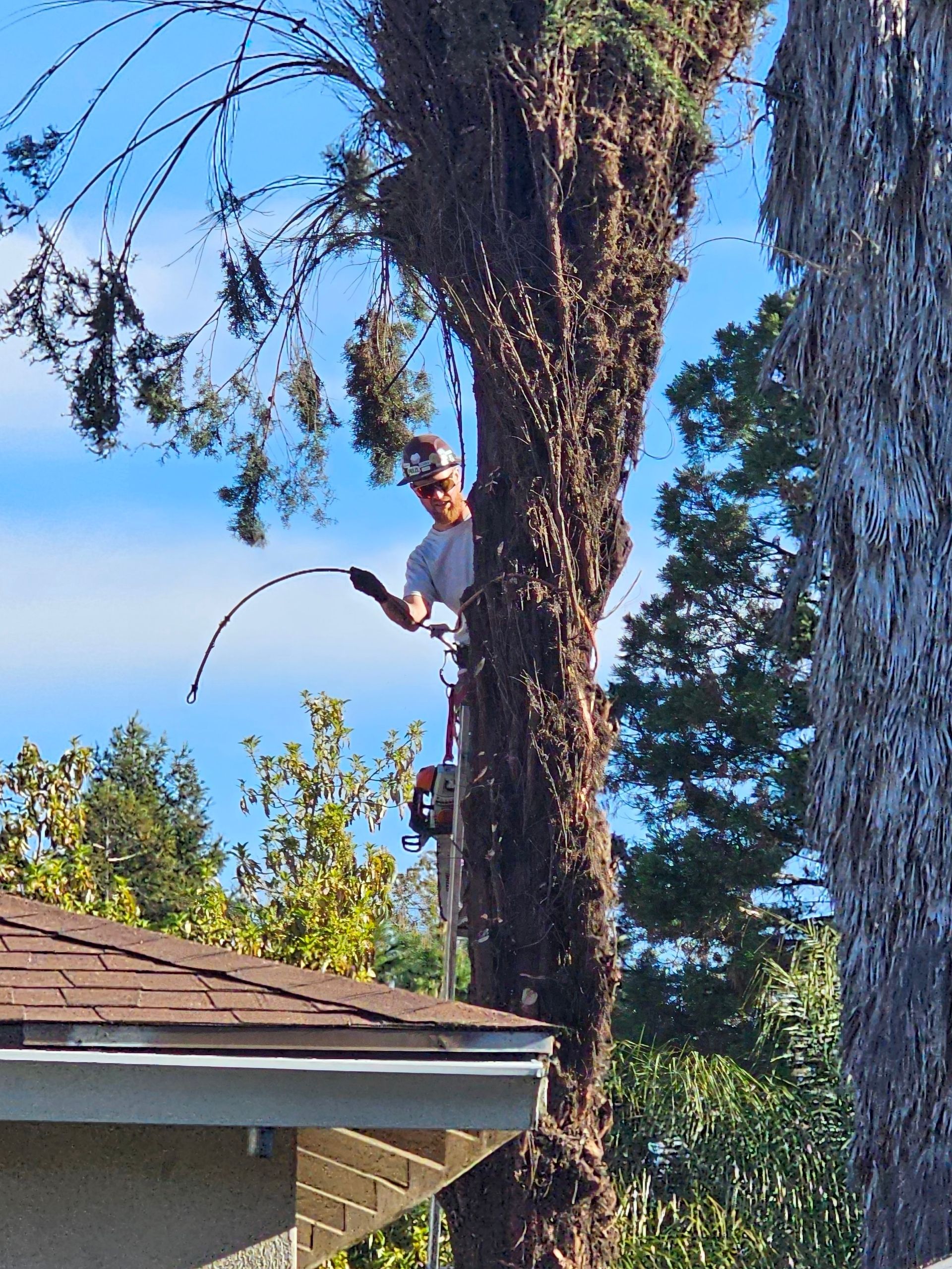 A man is standing on top of a tree holding a fishing rod