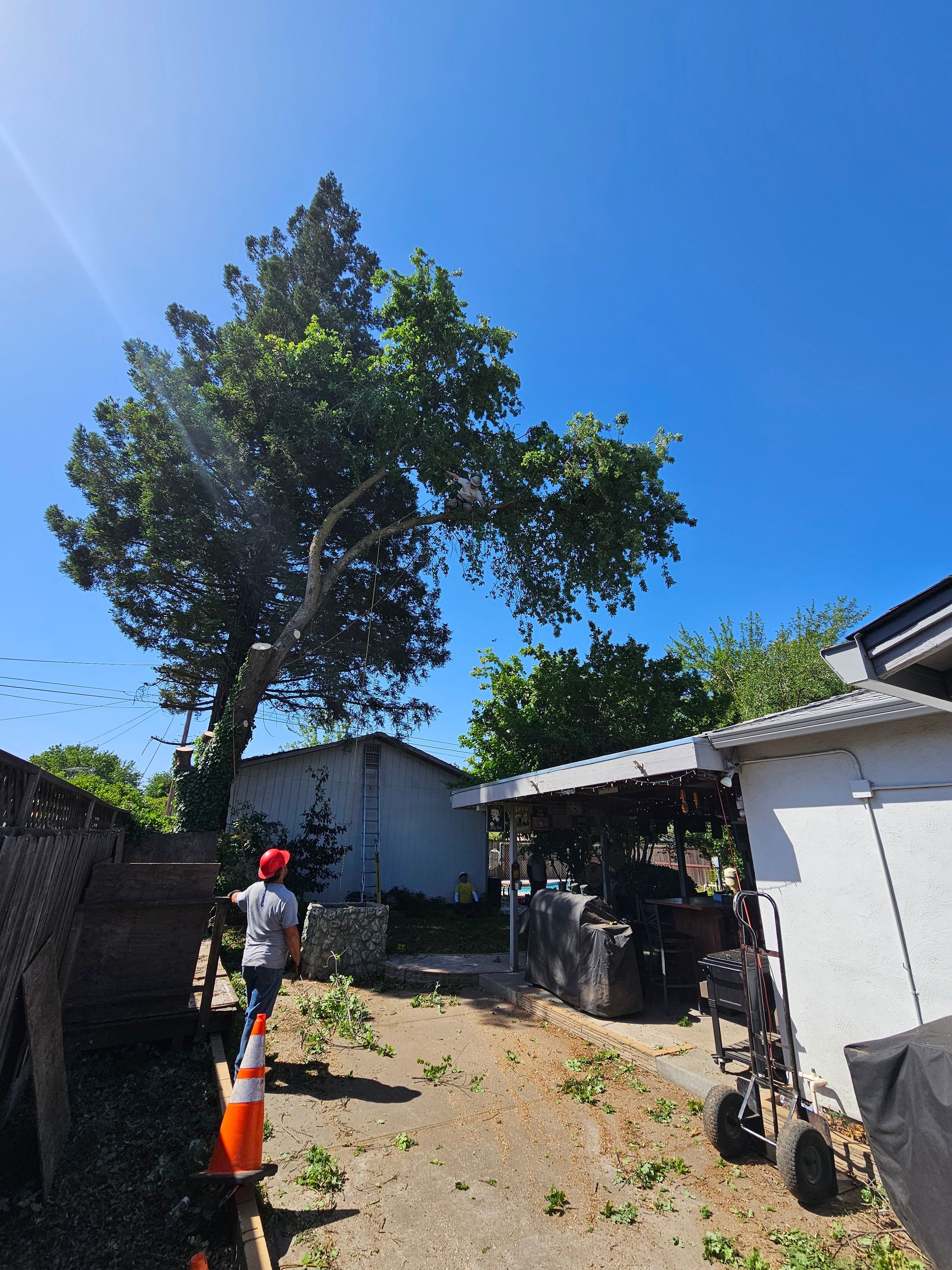 A man is standing next to a large tree in a backyard.