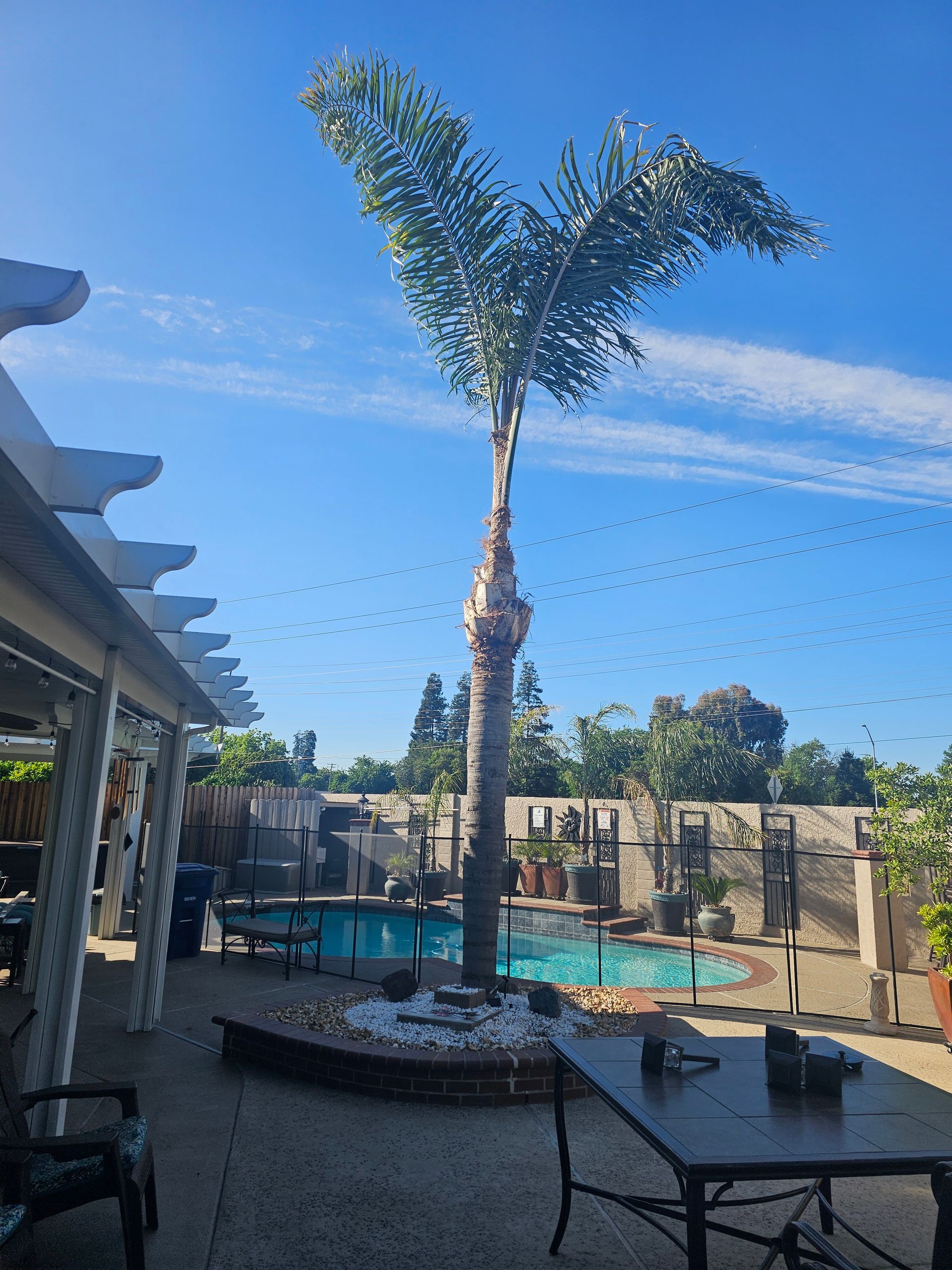A palm tree is in the middle of a patio next to a pool.