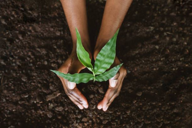 A person is holding a small plant in their hands.