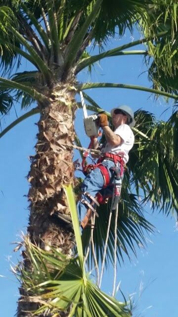 A man is climbing a palm tree with a saw