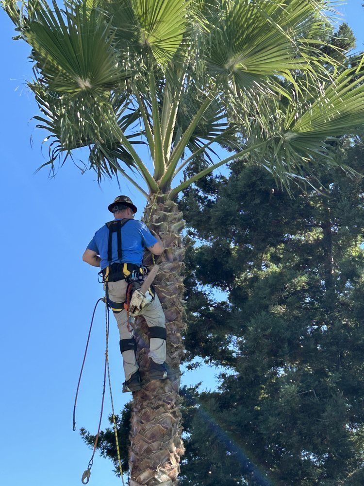 A man is standing on top of a palm tree.