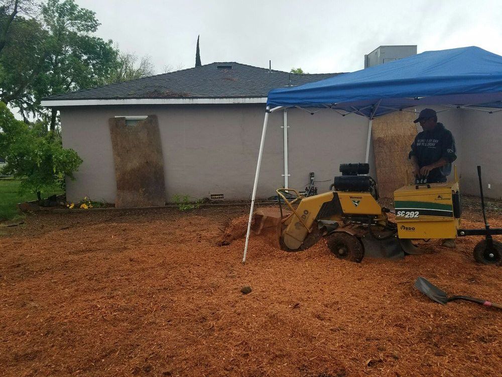 A man is using a stump grinder to remove a tree stump.