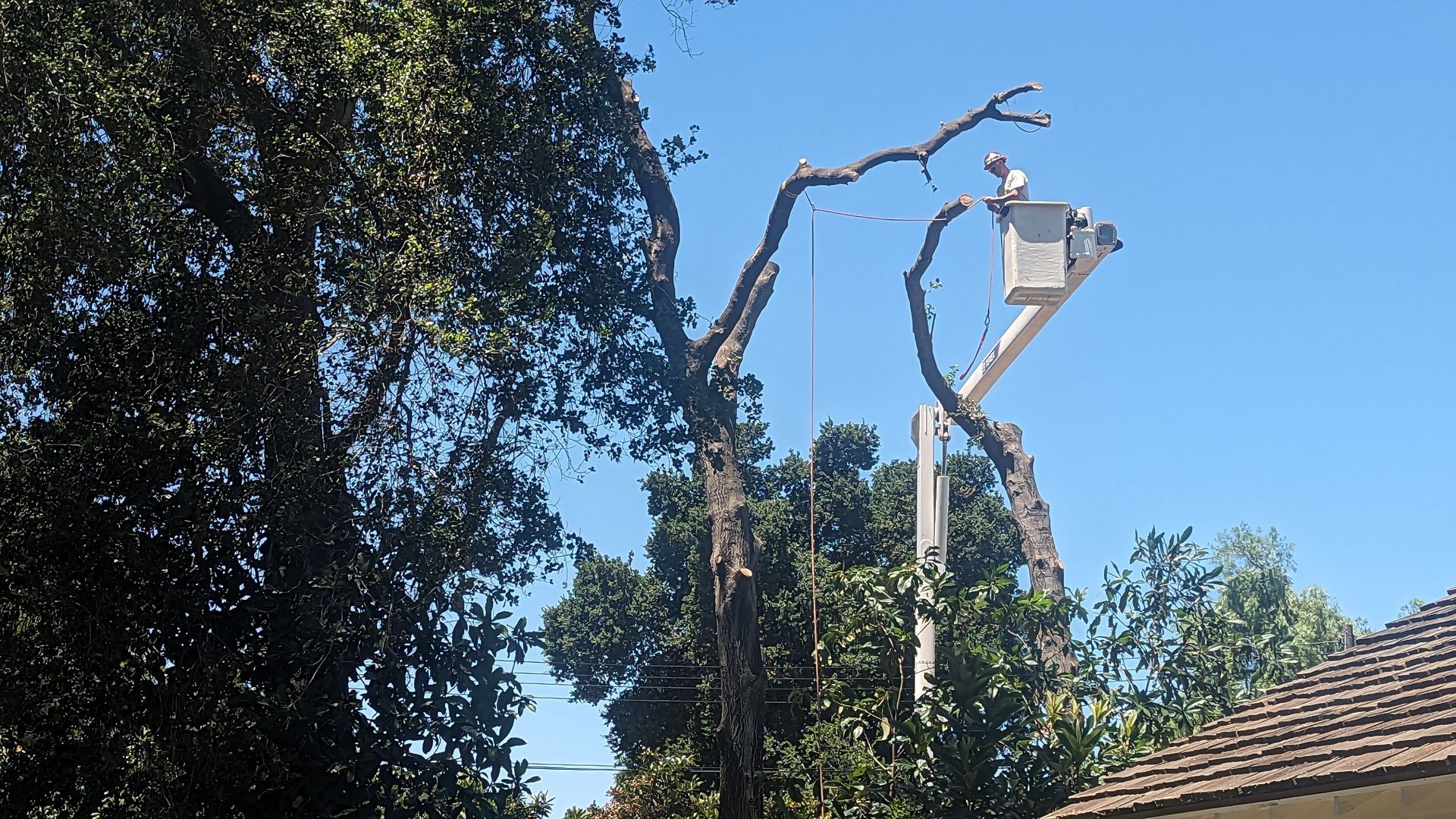 A man in a bucket is cutting a tree