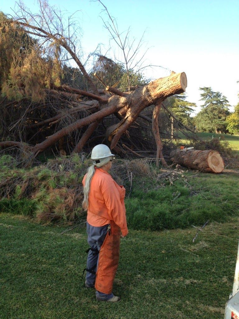 A woman is standing in front of a pile of fallen trees.