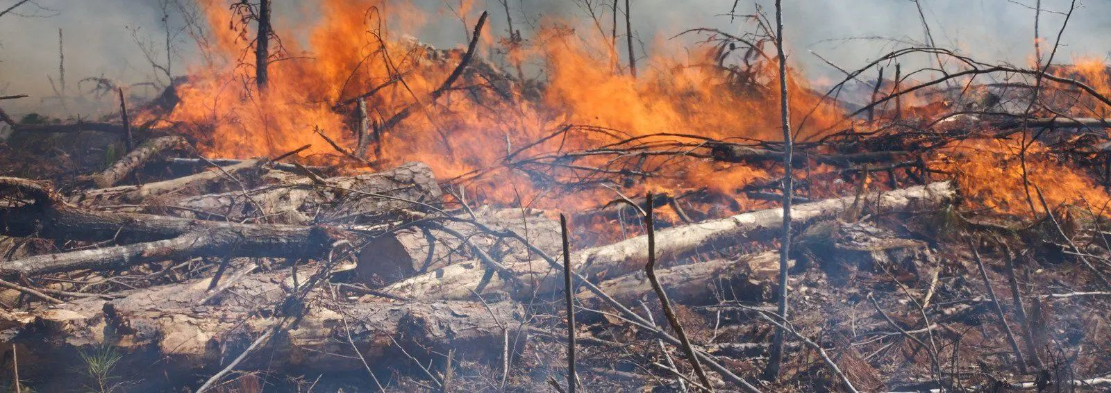 Fire consuming brush and tree limbs, flames rising.