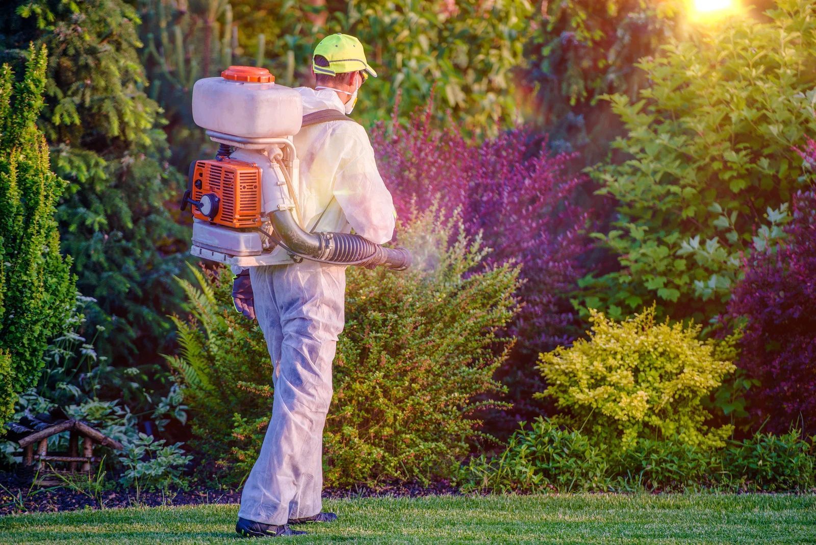 Person spraying a garden with a backpack sprayer; sunny day, lush green and colorful plants.