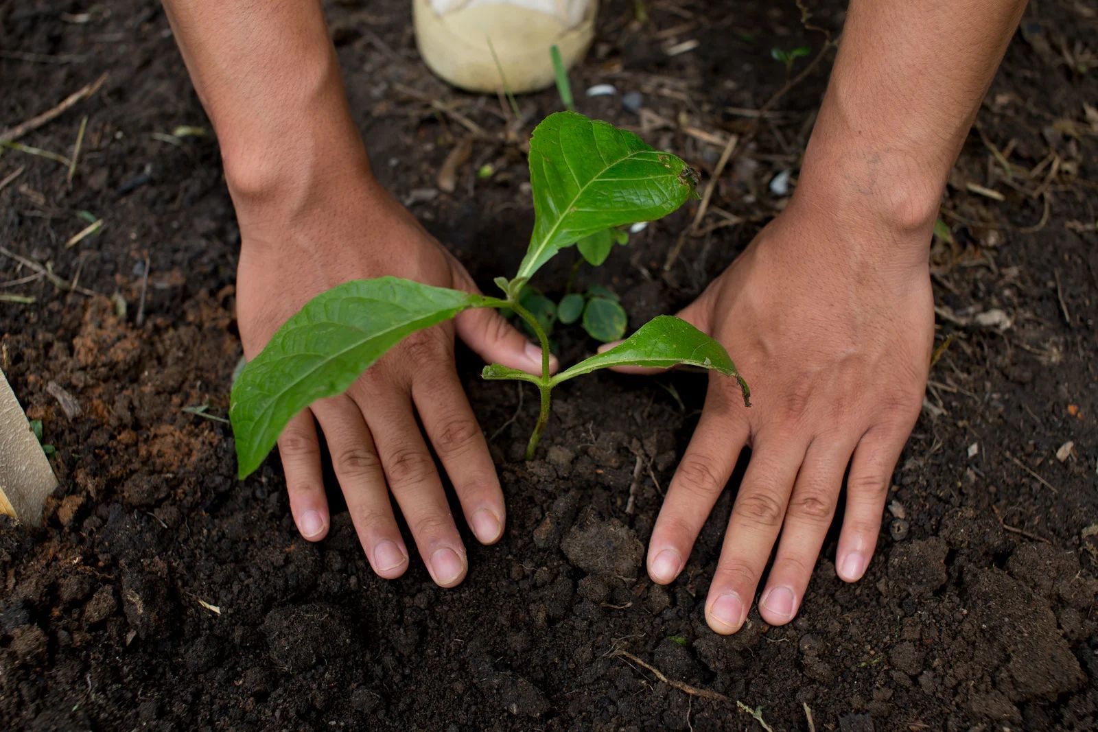 Hands planting a small green plant in dark soil.