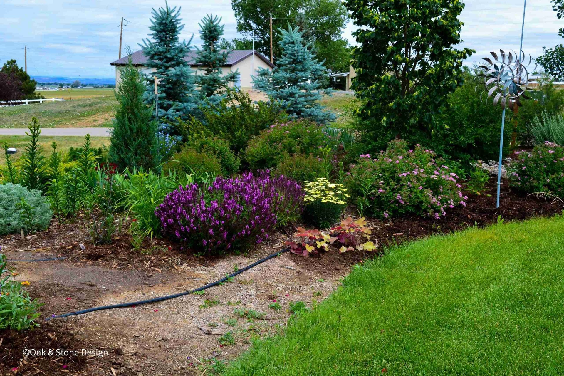 A lush garden bed with various green and purple plants, mulch, and a green lawn.