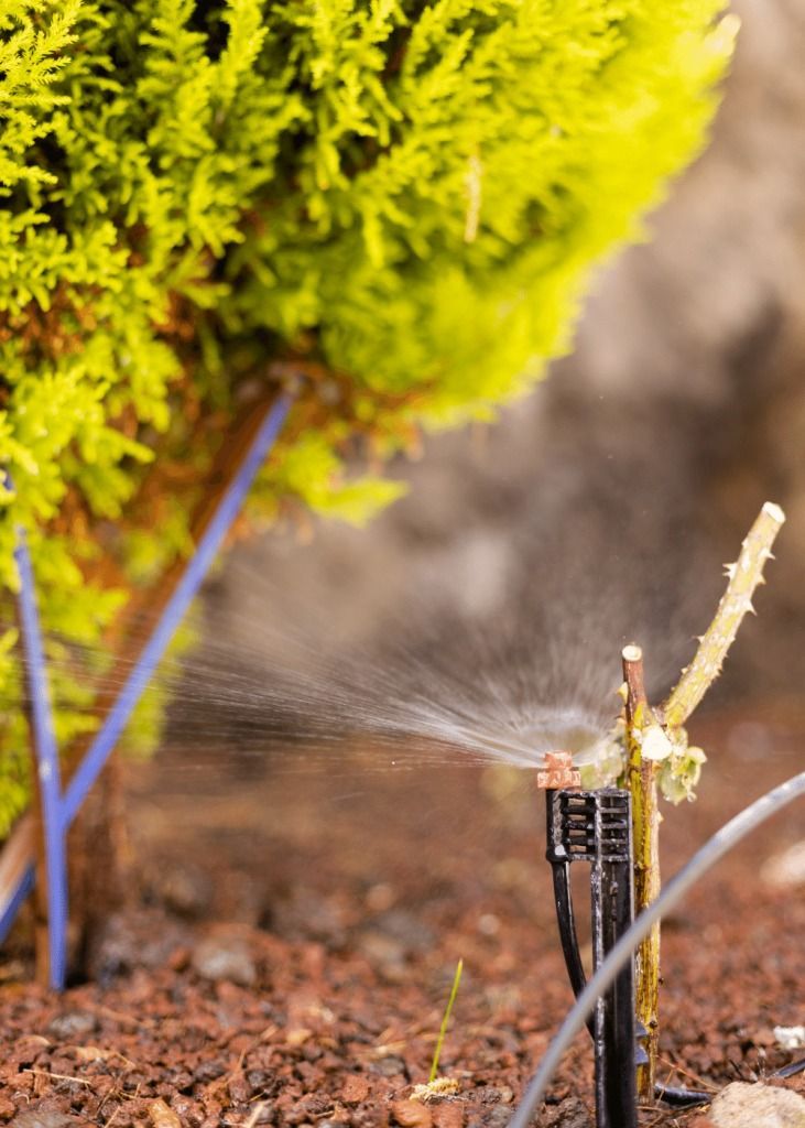 Sprinkler spraying water near a small green bush in a garden.