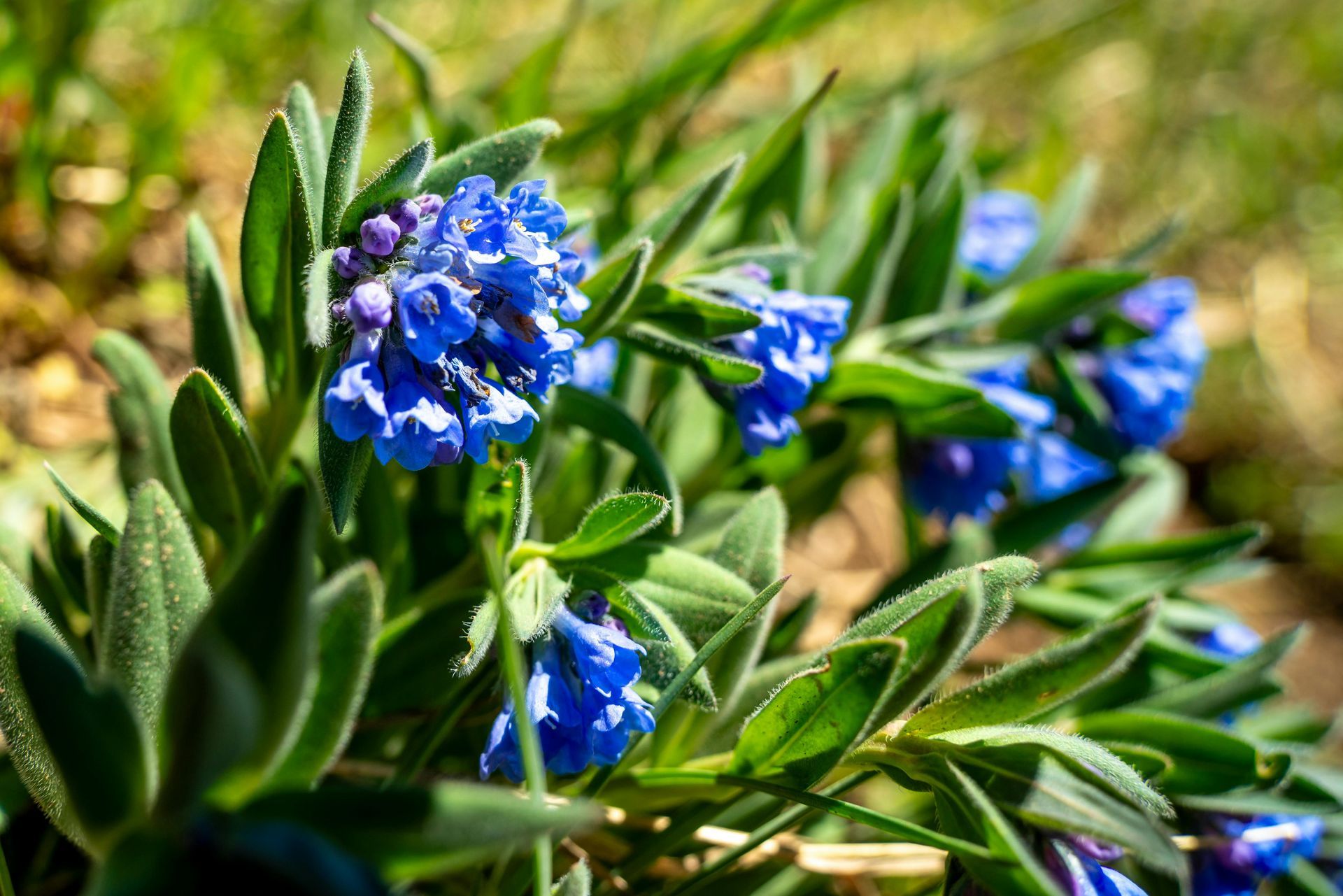 A sunny garden with rocks, green and blue plants, and pink flowers.