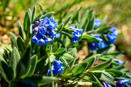 A sunny garden with rocks, green and blue plants, and pink flowers.