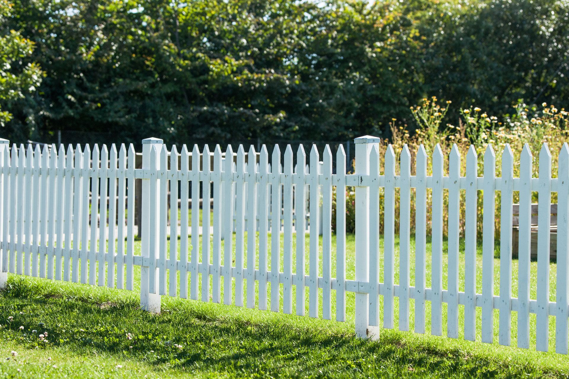 White picket fence in front of a grassy lawn, trees in background.