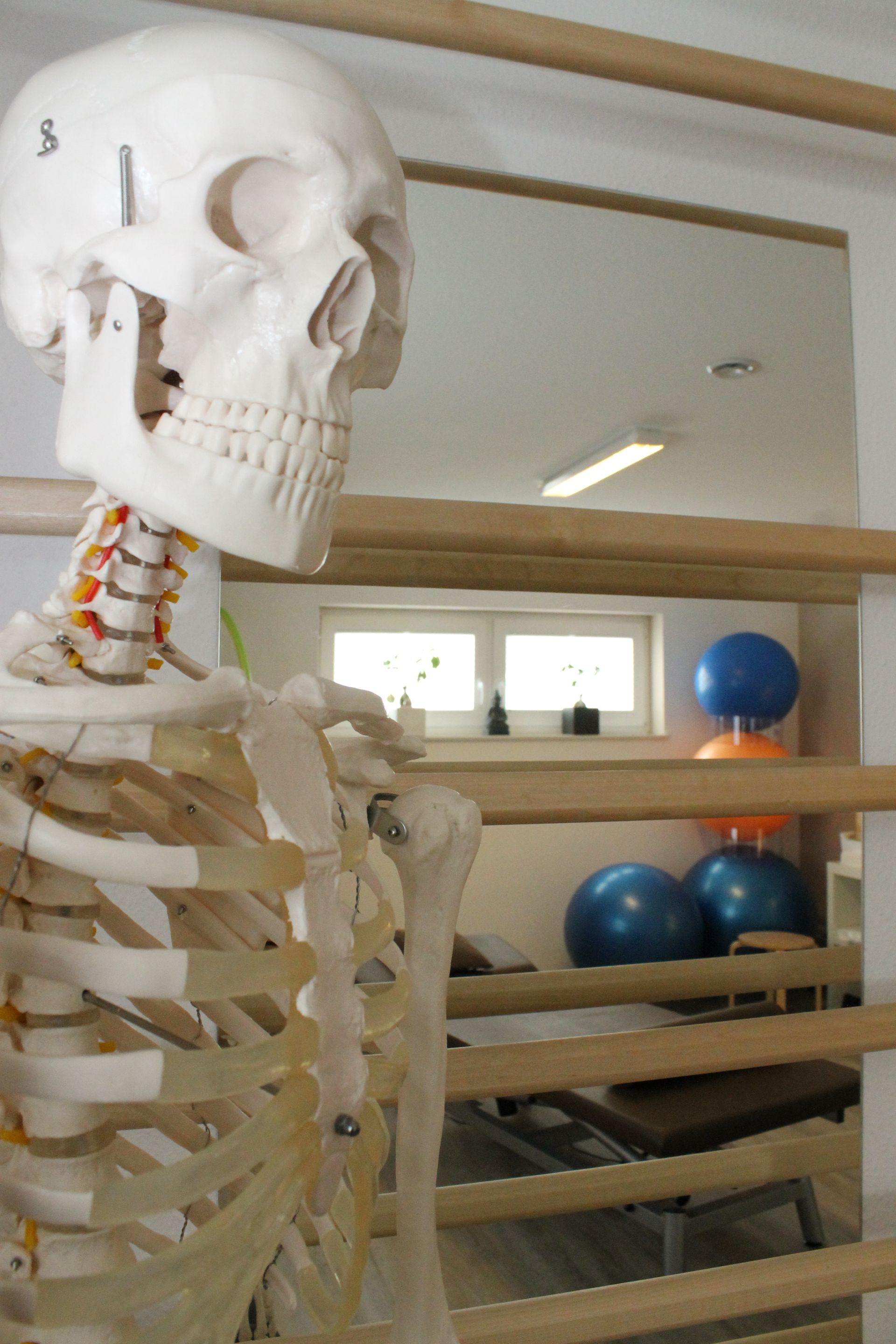 Ein Skelett mit einem Totenkopf darauf in der PhysioStreiber Praxis
