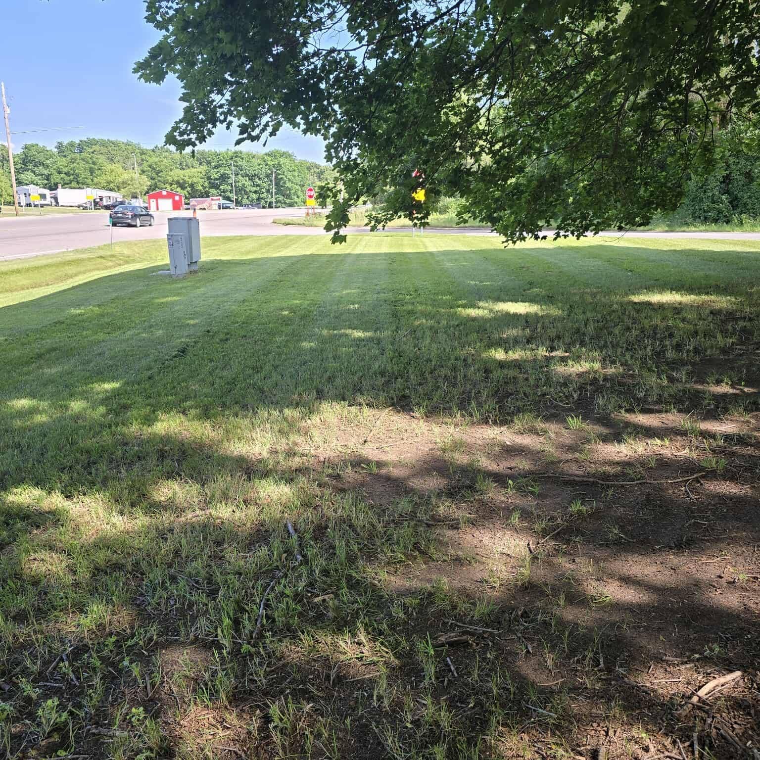 A lush green field with a tree in the middle of it.