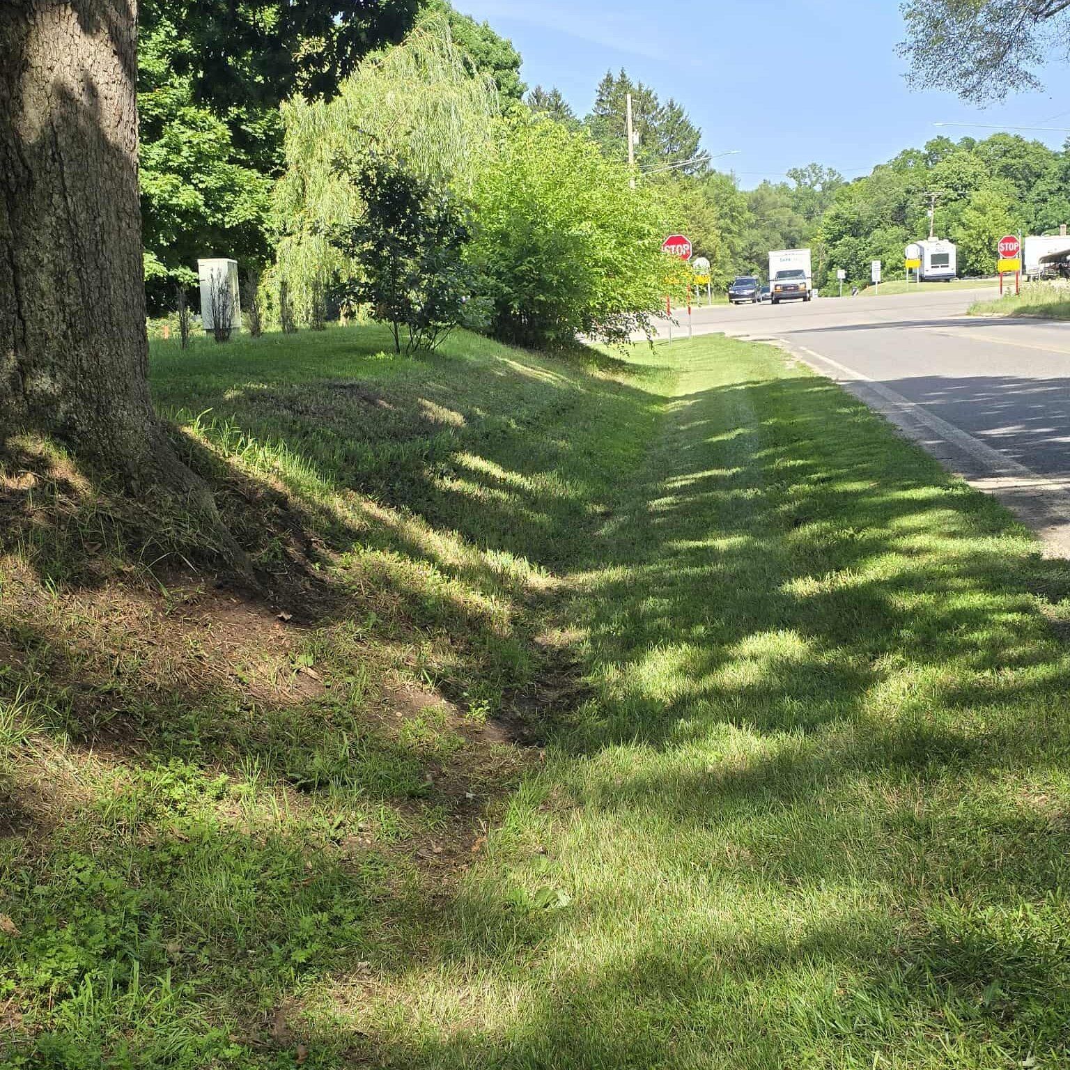 A tree stands in the grass next to a road.