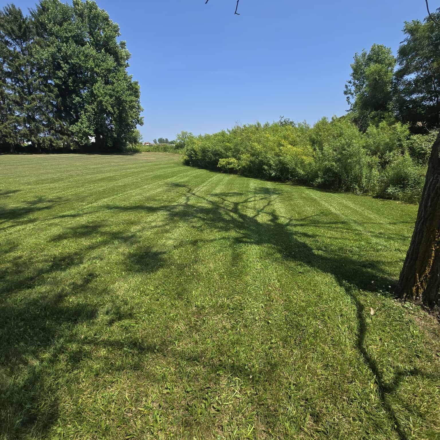 A lush green field with trees and bushes in the background