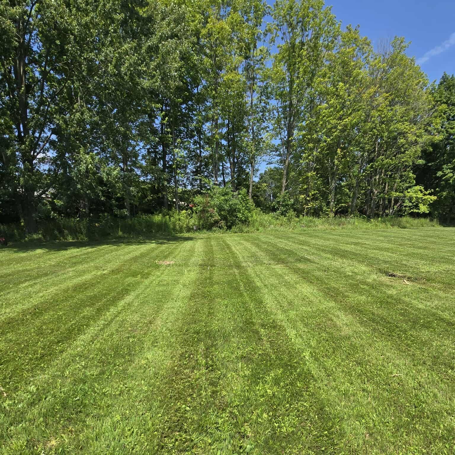 A lush green field of grass with trees in the background on a sunny day.