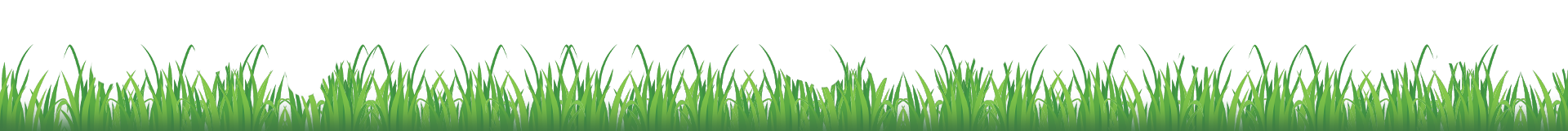 A row of tall green grass on a white background.