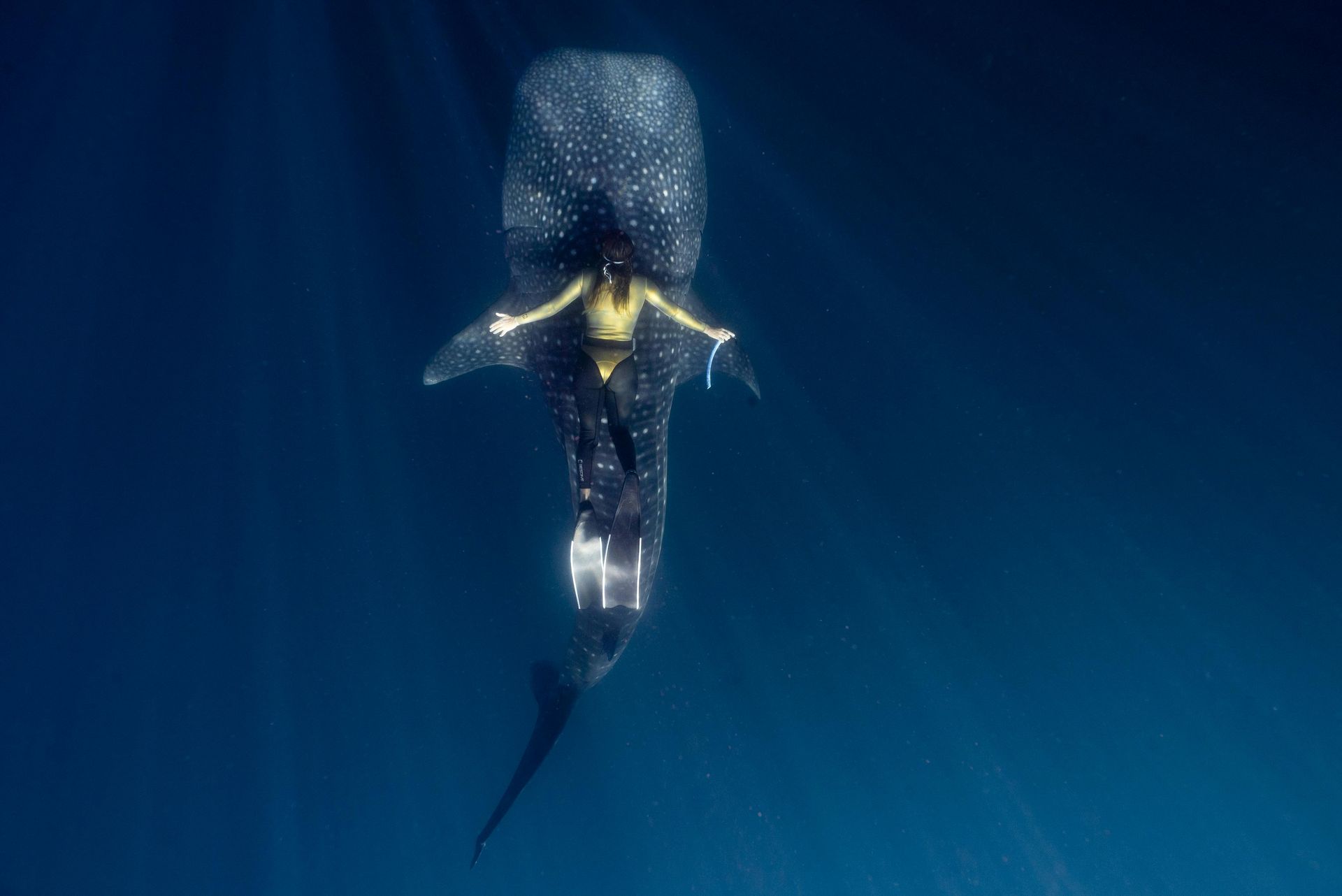 Un tiburón ballena nadando en las profundidades del océano azul, visto desde arriba.